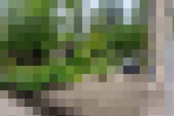Callunalaan 3 Apeldoorn thumbnail 53