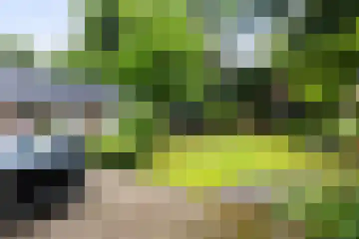 Callunalaan 3 Apeldoorn thumbnail 54