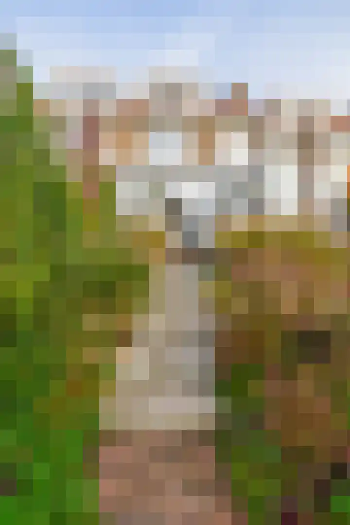 Callunastraat 15 Arnhem thumbnail 38
