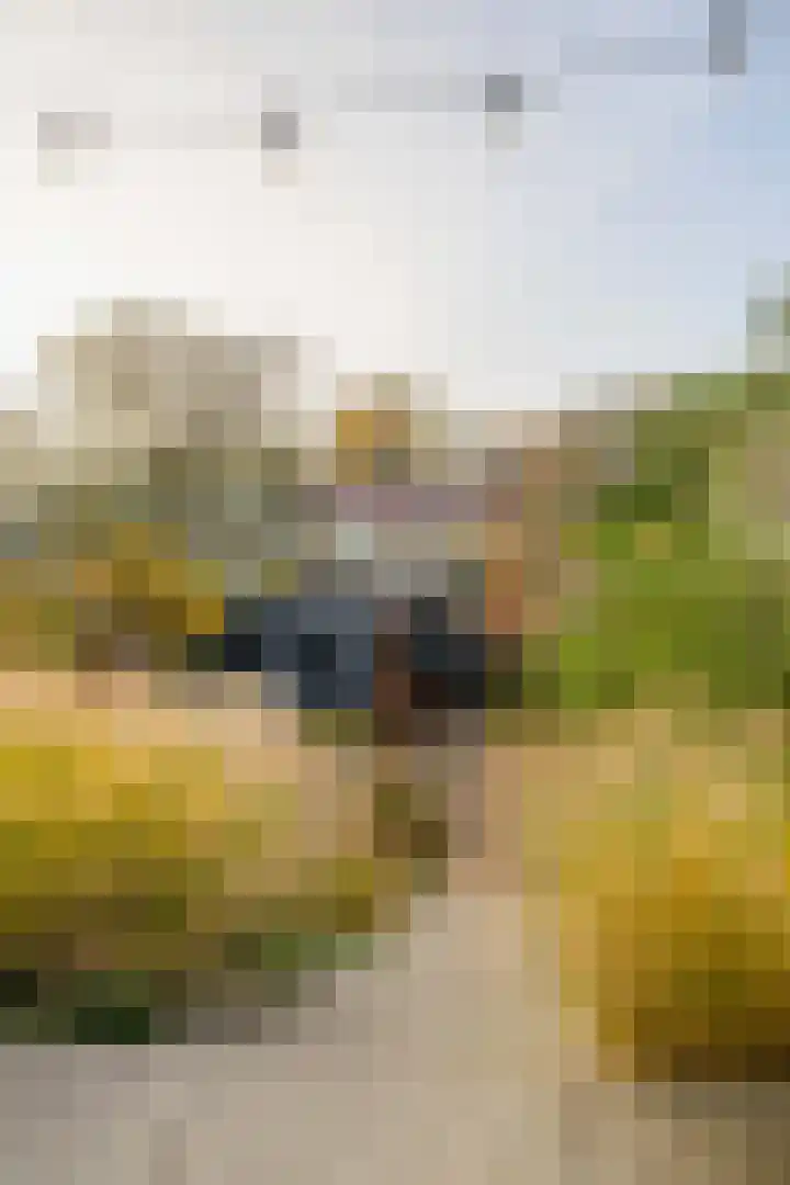 Callunastraat 15 Arnhem thumbnail 42