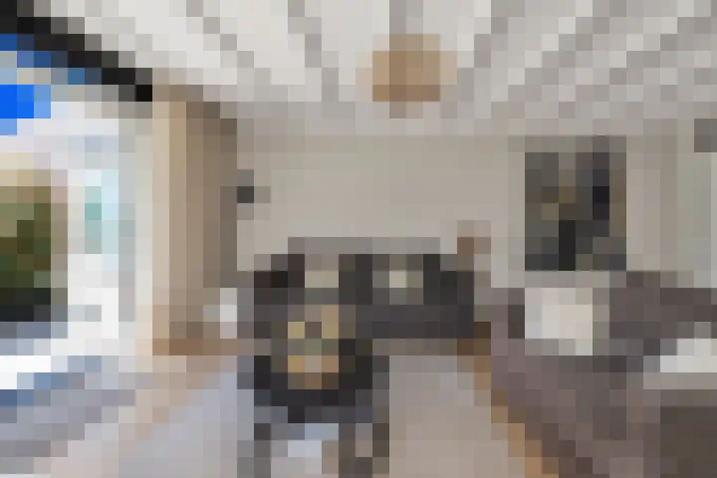Calsstraat 26 Goes thumbnail 12