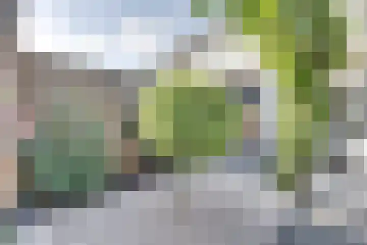 Calsstraat 54 Goes thumbnail 32