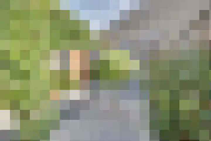 Calsstraat 54 Goes thumbnail 34