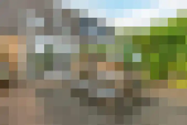 Calveslo 20 Kudelstaart thumbnail 4