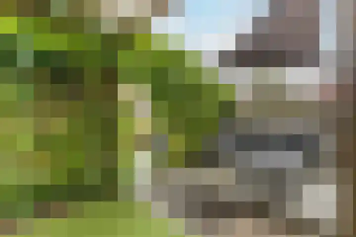 Calveslo 20 Kudelstaart thumbnail 6