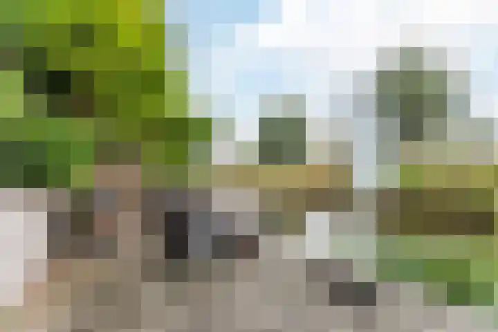 Calveslo 20 Kudelstaart thumbnail 7