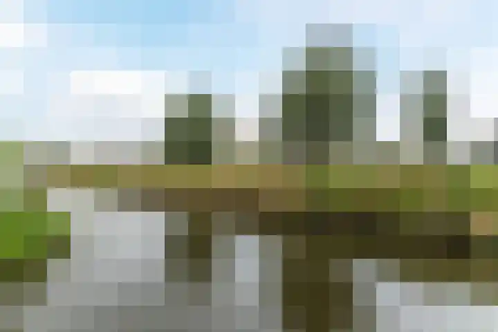 Calveslo 20 Kudelstaart thumbnail 8
