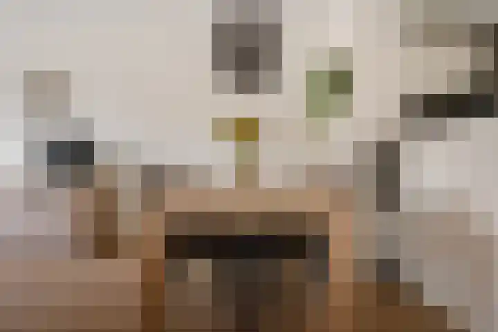 Calville 65 Boskoop thumbnail 9