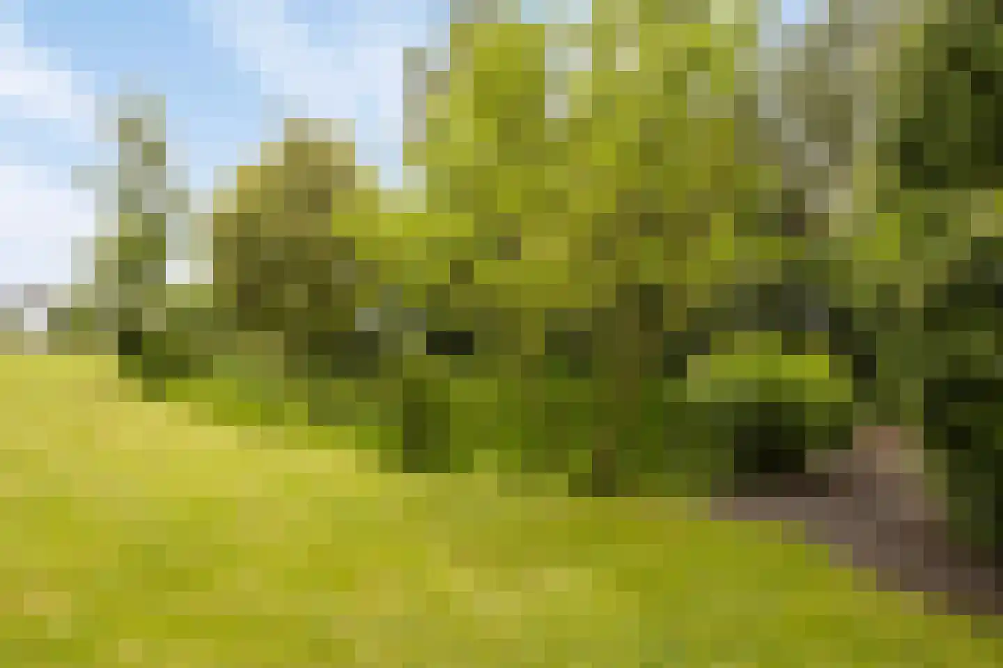 Cambronsestraat 5 Vogelwaarde thumbnail 49