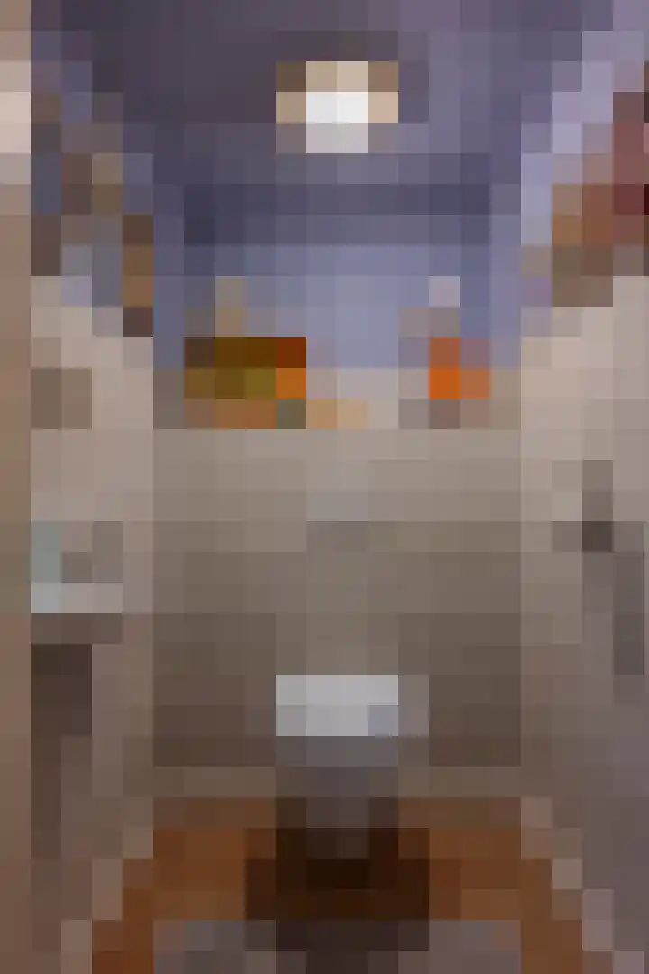 Camerig 14 Vijlen thumbnail 5