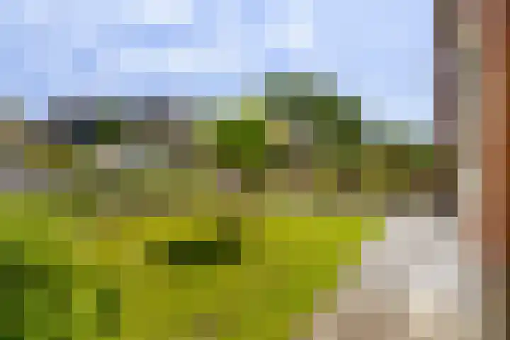 Camminghastrjitte 52 Ferwert thumbnail 34