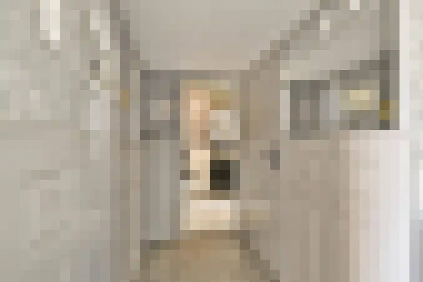 Campanula 90 Dordrecht thumbnail 19