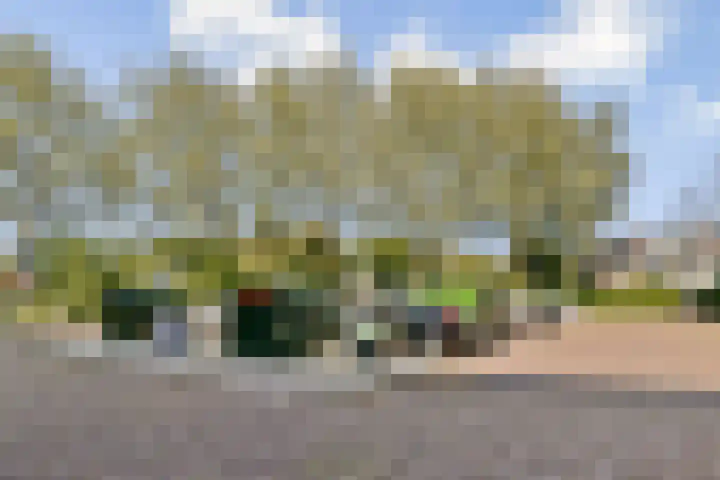 Campanula 90 Dordrecht thumbnail 28