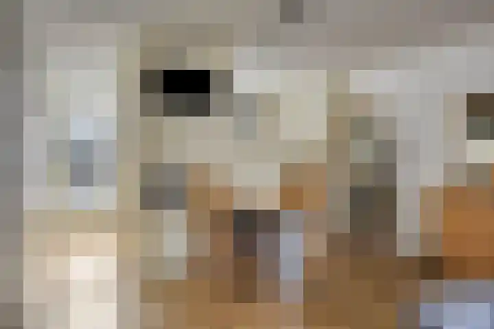 Campenshof 4 Malden thumbnail 12