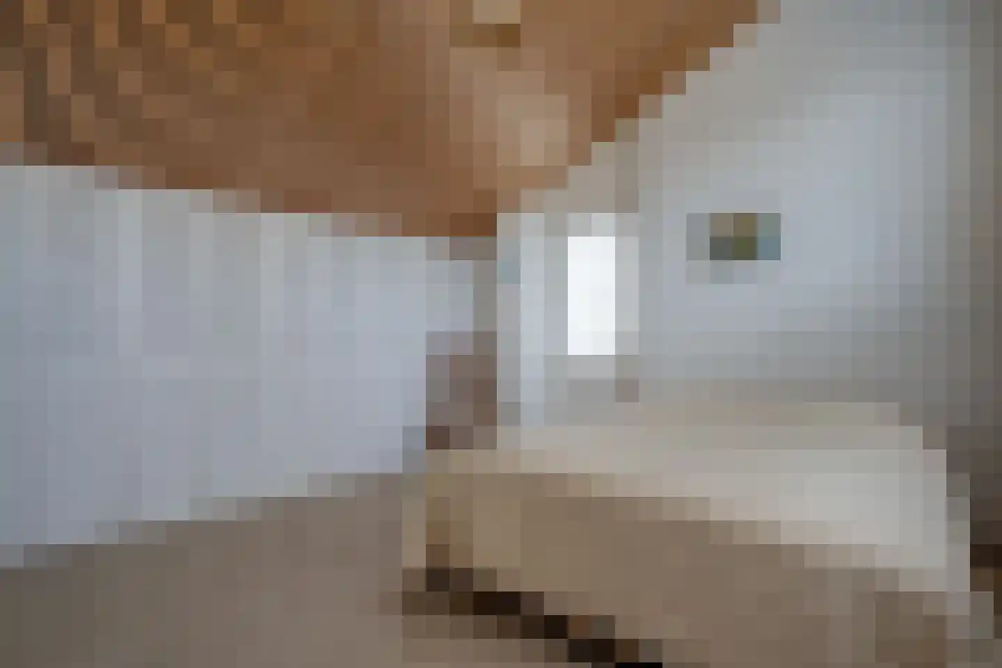 Camphuysen 1 Roden thumbnail 42