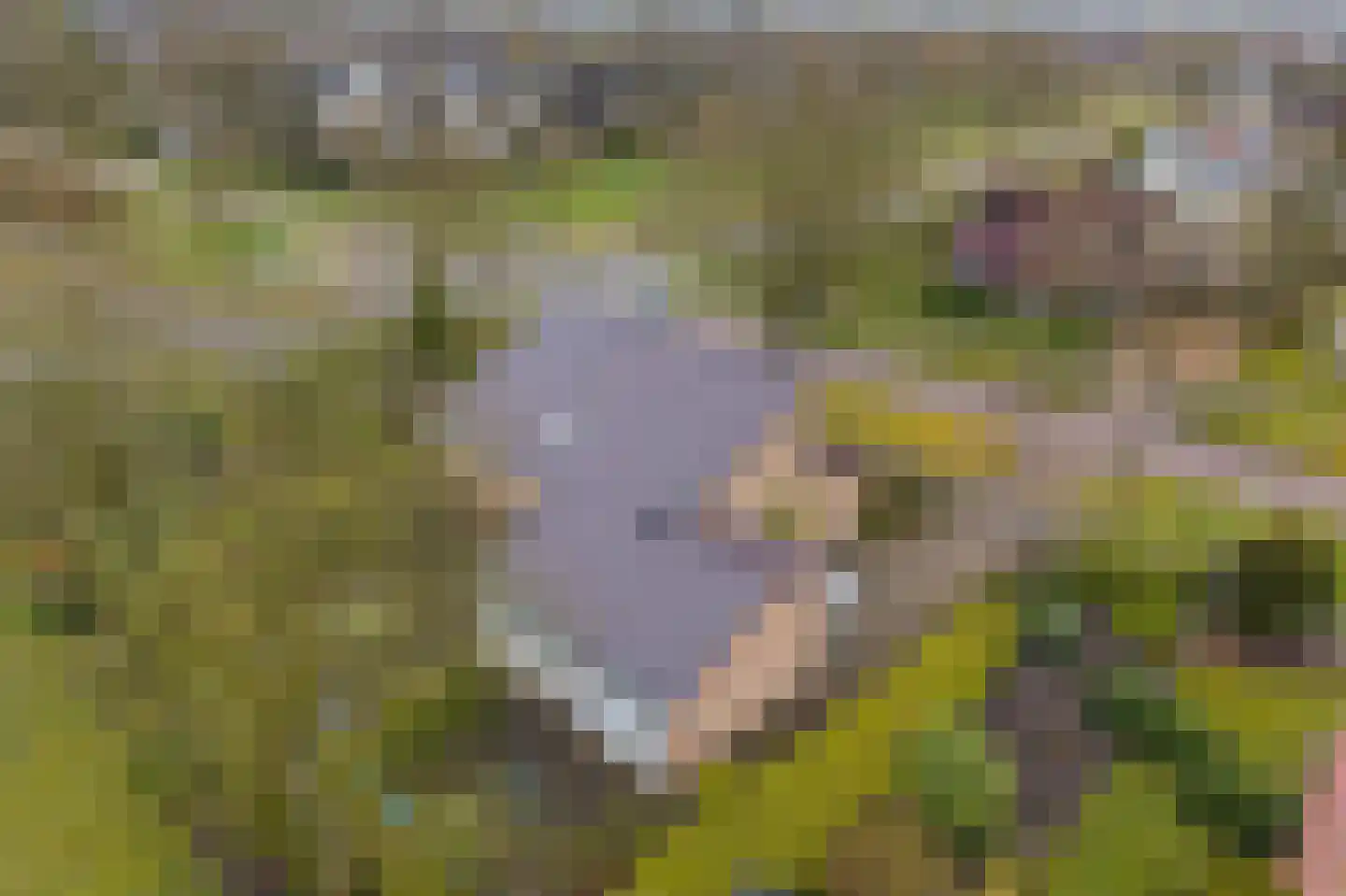 Camphuysen 1 Roden thumbnail 60