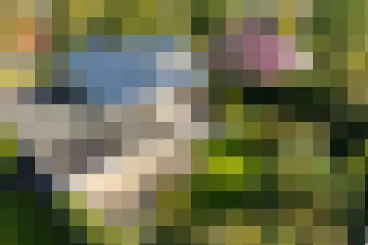 Camphuysen 4 Roden thumbnail 48