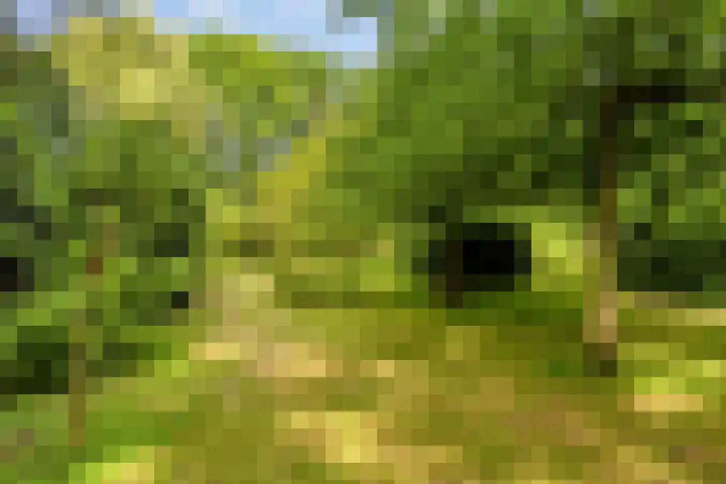Campweg 3 Sint Philipsland thumbnail 93