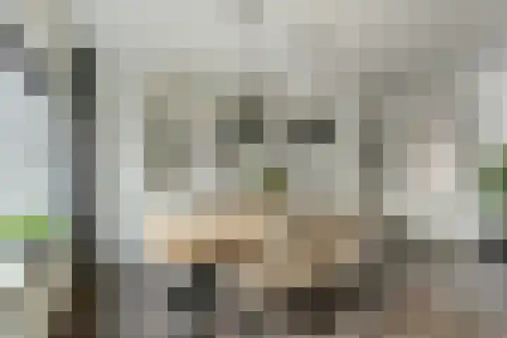 Camstrastrjitte 16 Damwâld thumbnail 12