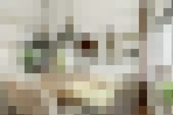 Camstrastrjitte 16 Damwâld thumbnail 13