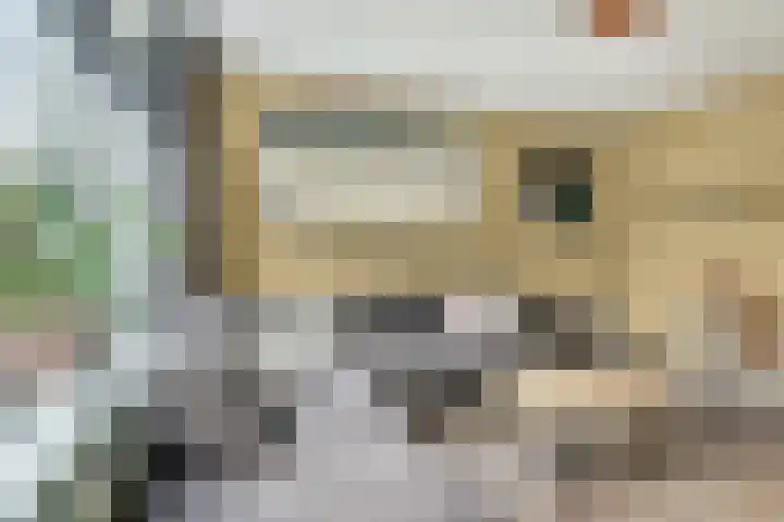 Camstrastrjitte 16 Damwâld thumbnail 8