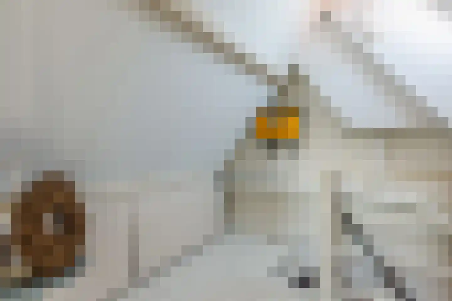 Canadalaan 1 Bergen op Zoom thumbnail 38