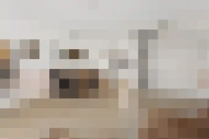 Canadasingel 80 Zutphen thumbnail 10
