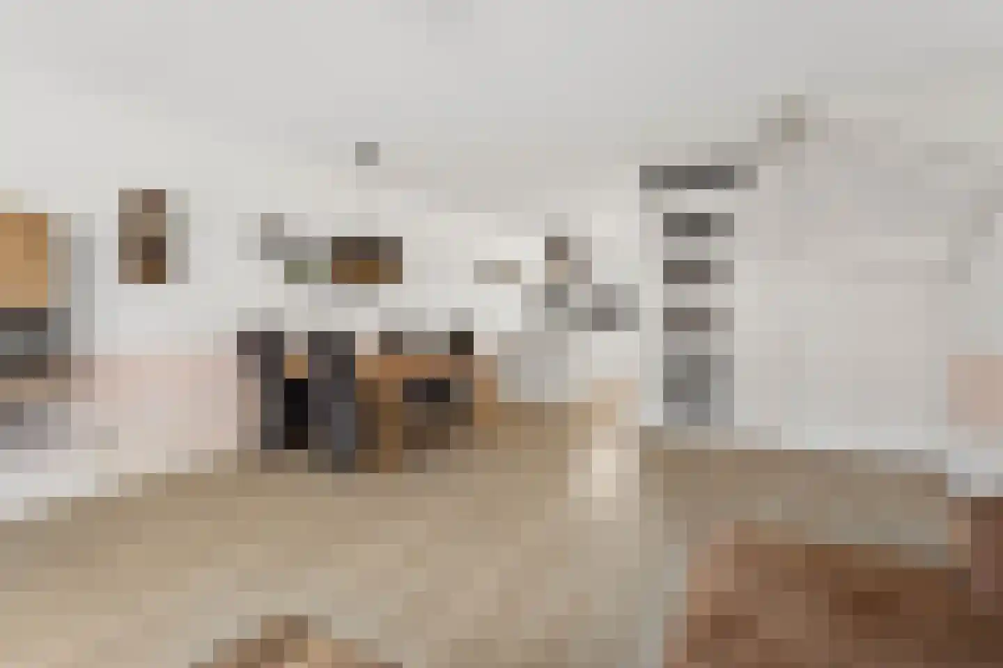 Canadasingel 80 Zutphen thumbnail 10