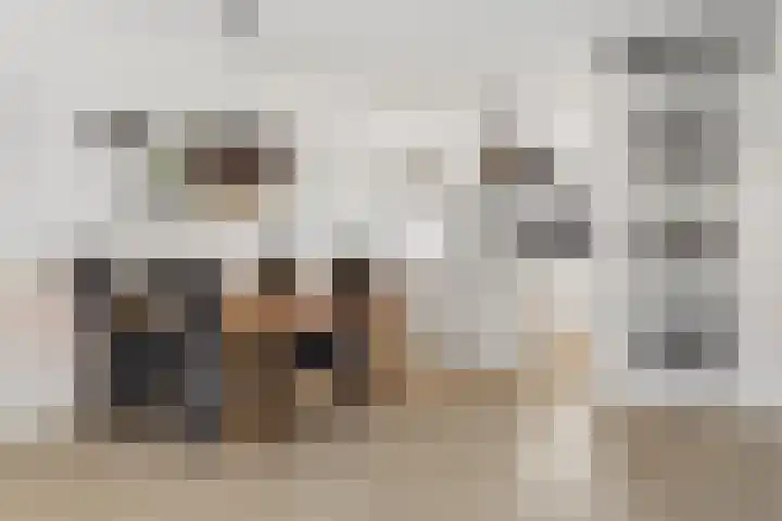 Canadasingel 80 Zutphen thumbnail 11