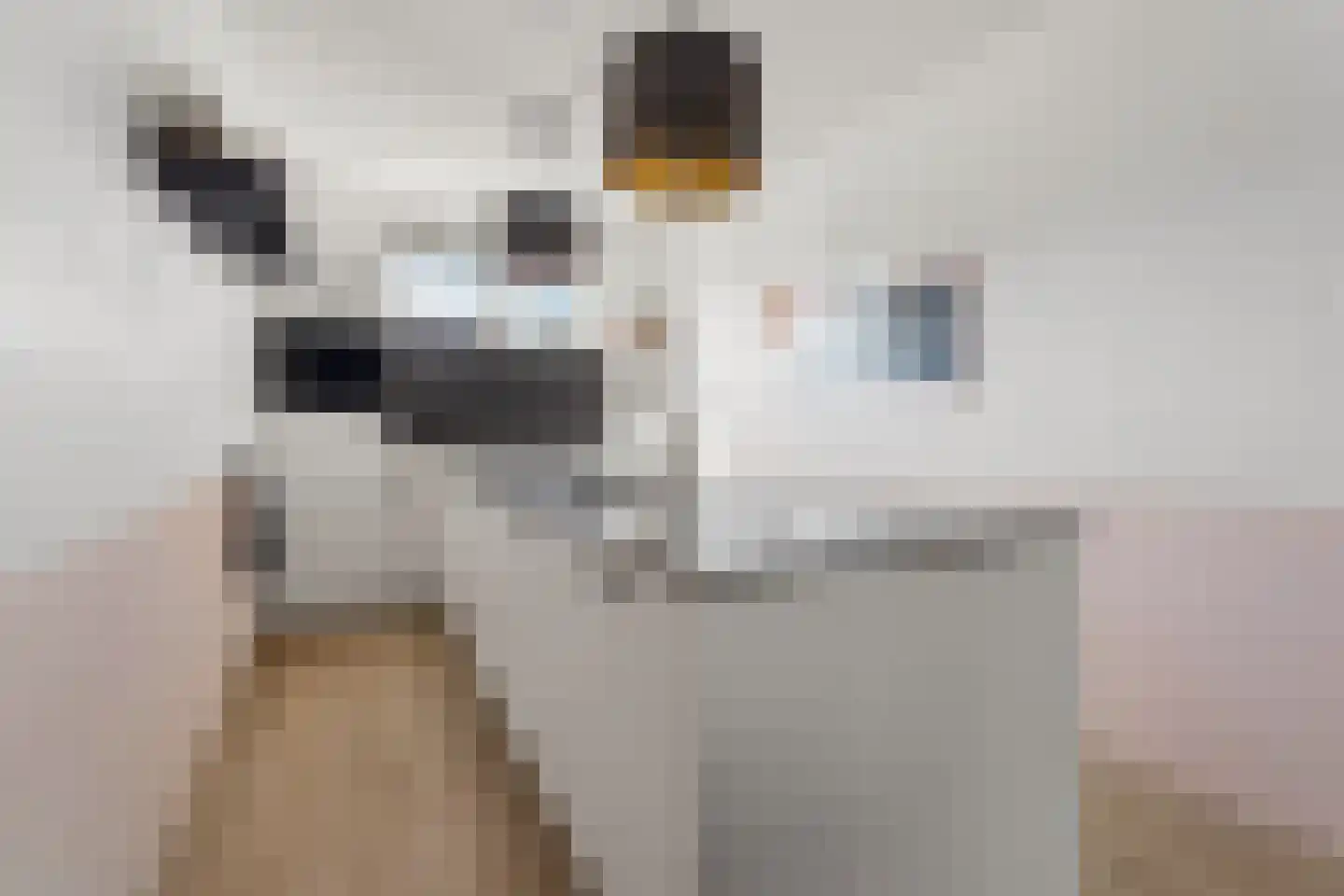 Canadasingel 80 Zutphen thumbnail 14