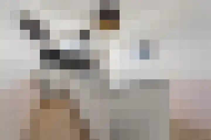 Canadasingel 80 Zutphen thumbnail 14