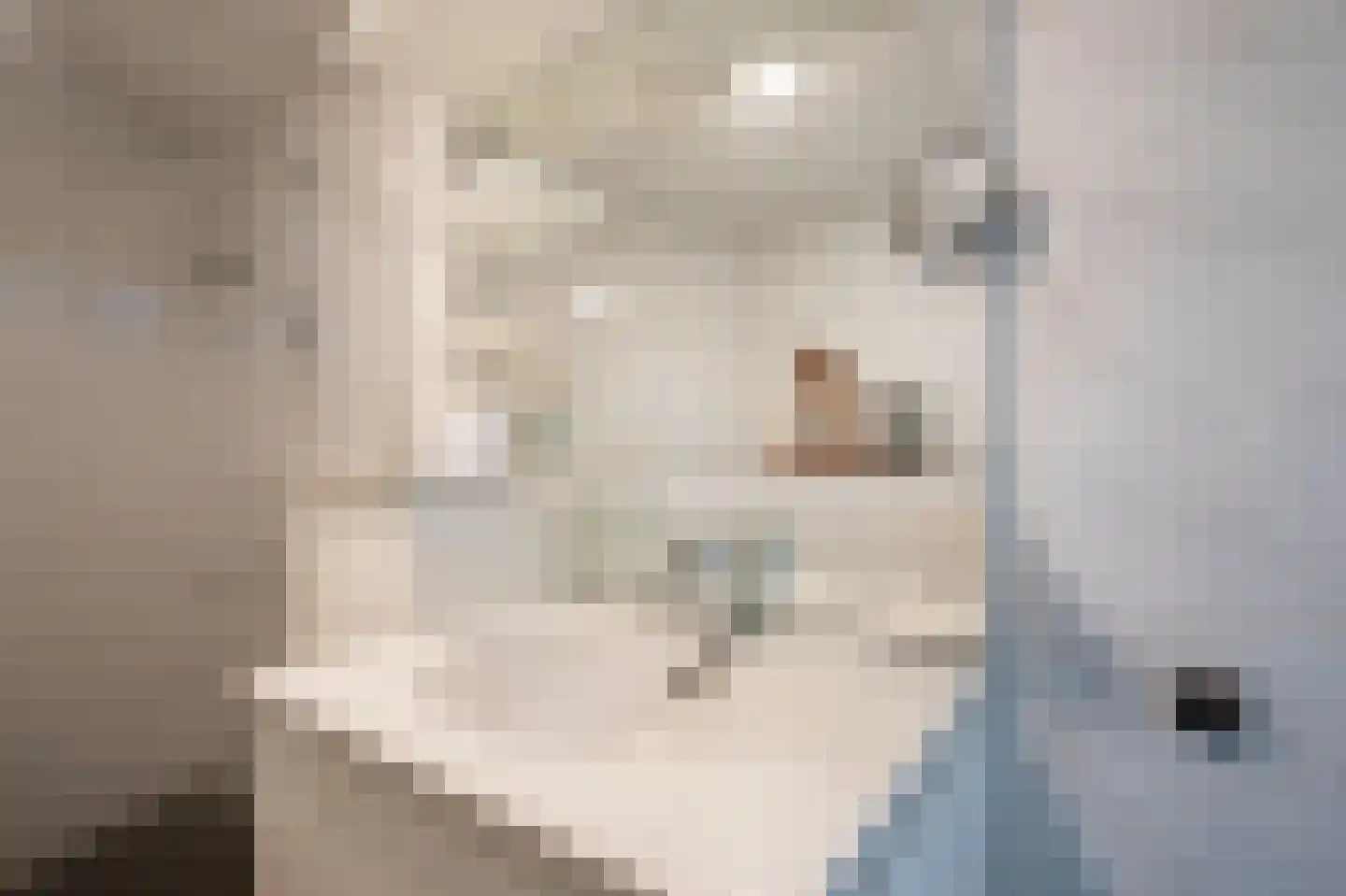 Canadese Gans 59 Uithoorn thumbnail 19