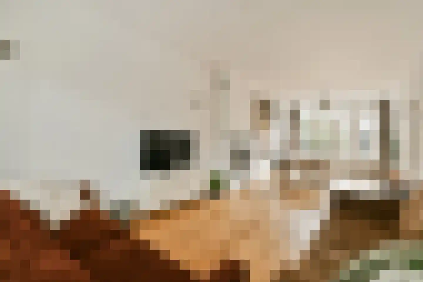 Caninefatenstraat 48 Haarlem thumbnail 9