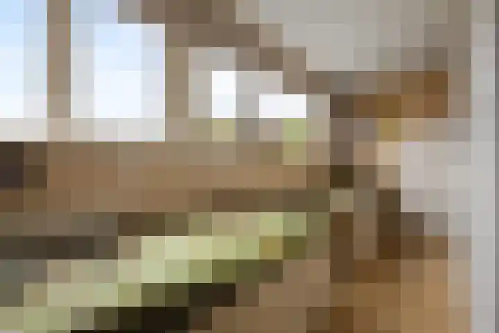 Cannenburg 50 Barneveld thumbnail 30