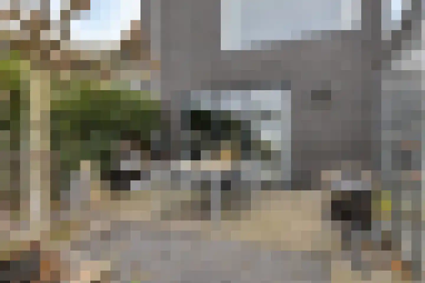 Cantate 29 Zaandam thumbnail 47