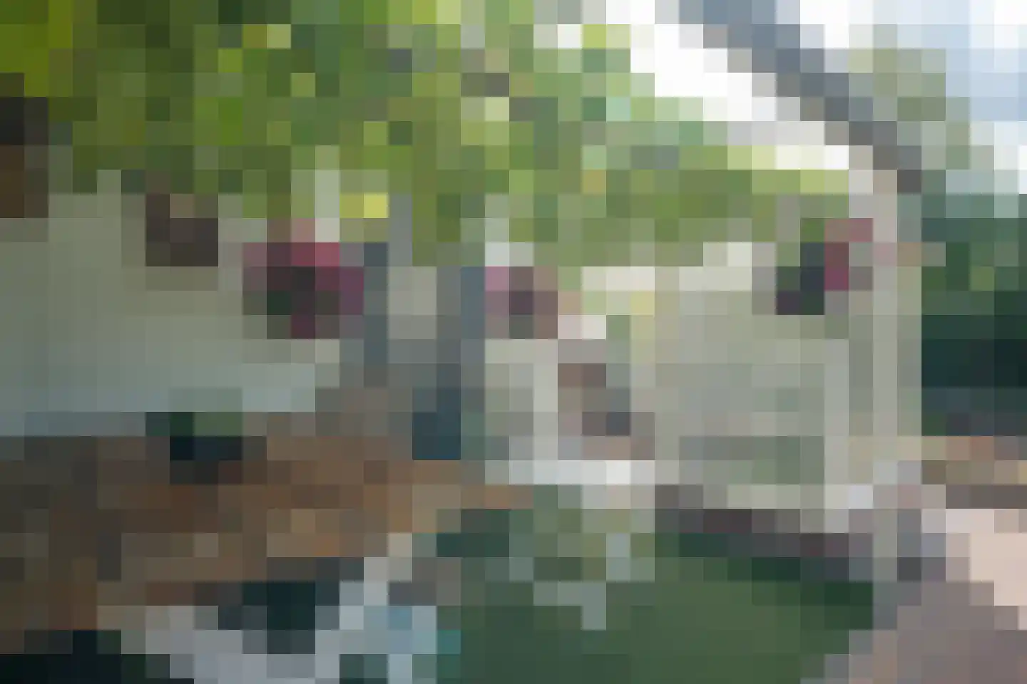 Cantecleer 12 Kollum thumbnail 40