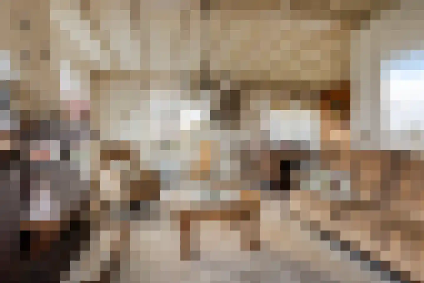 Cantecleer 39 Kollum thumbnail 15