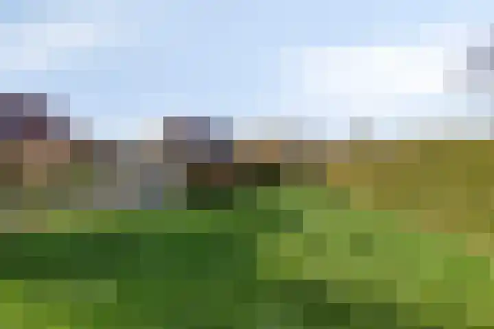 Cantecleer 39 Kollum thumbnail 42