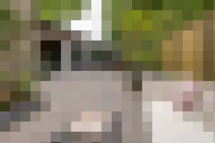 Cantecleerpad 2 Rotterdam thumbnail 6