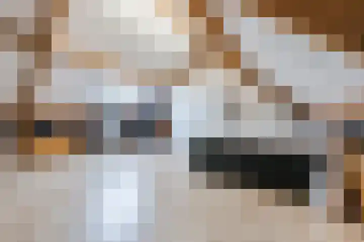 Cantersakker 56 Nuenen thumbnail 35