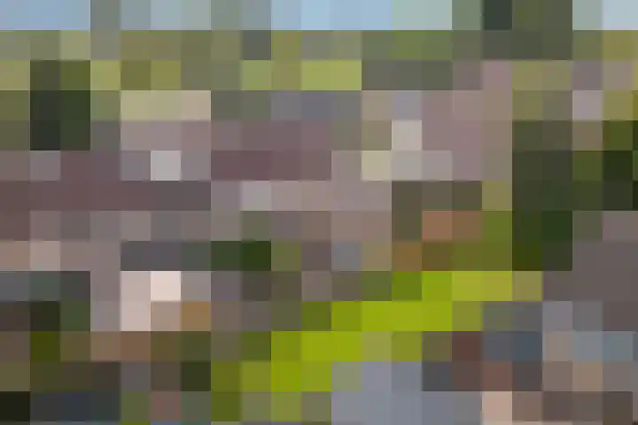 Canterstins 29 Stiens thumbnail 47