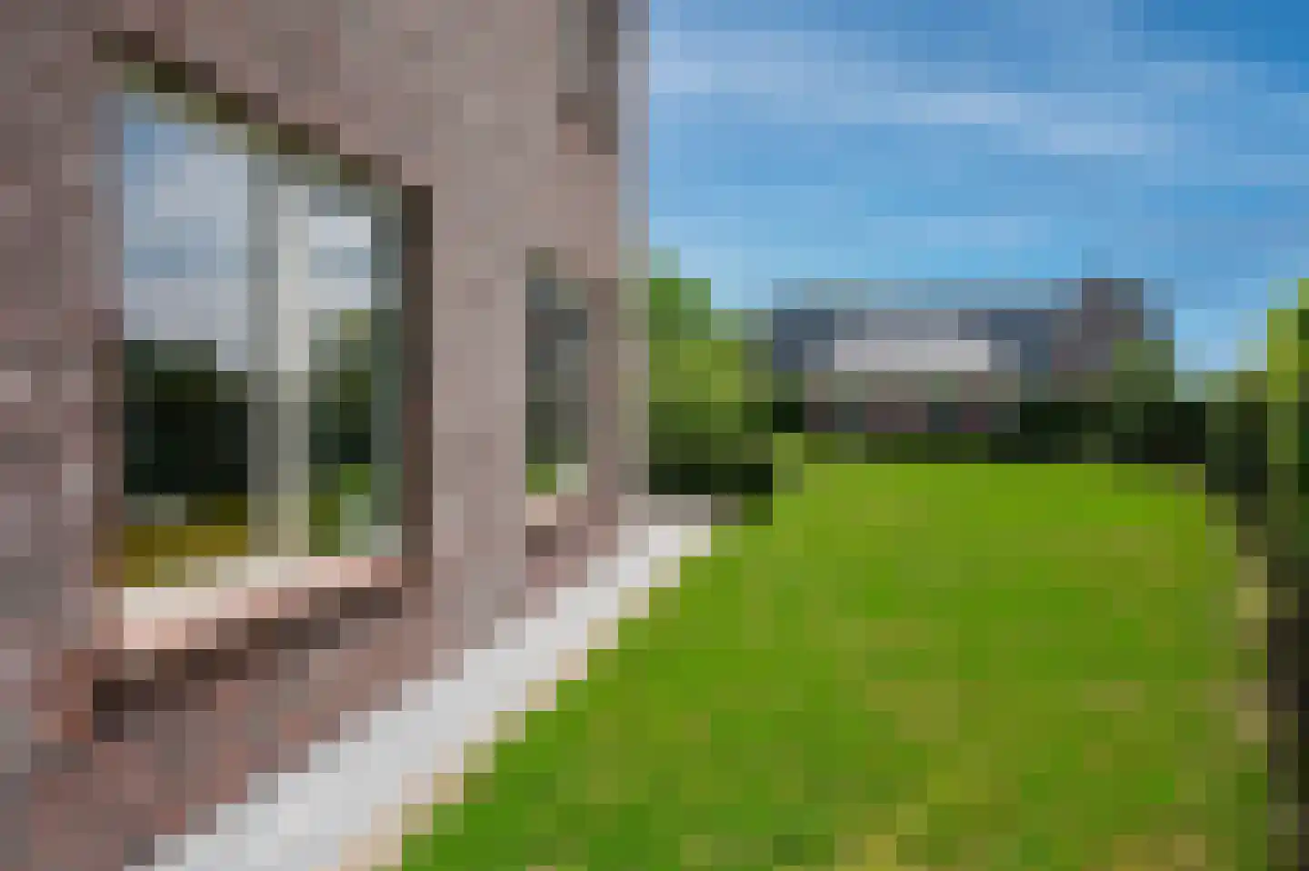 Cantharel 26 Blauwestad thumbnail 65