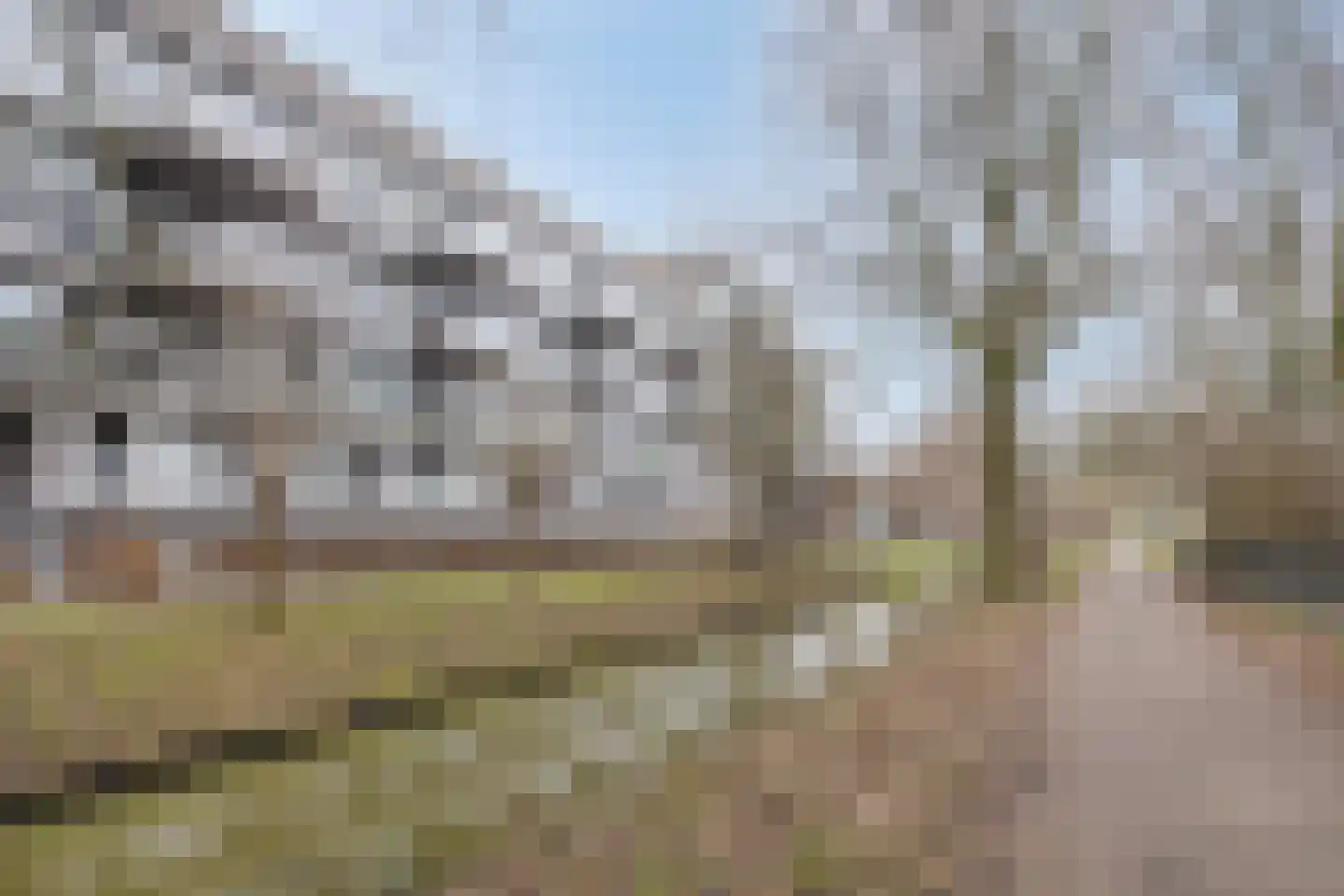 Cantharel 30 Alphen aan den Rijn foto 2