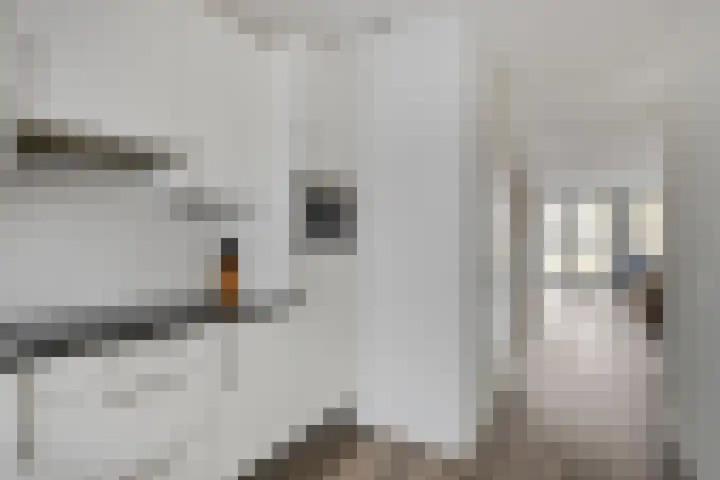 Cantharel 30 Alphen aan den Rijn thumbnail 24