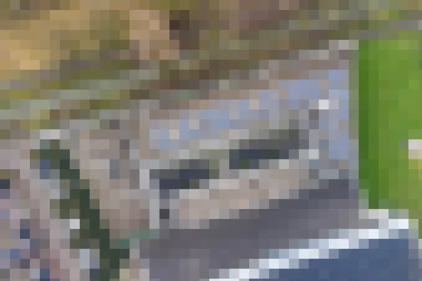 Cantharel 30 Alphen aan den Rijn thumbnail 6