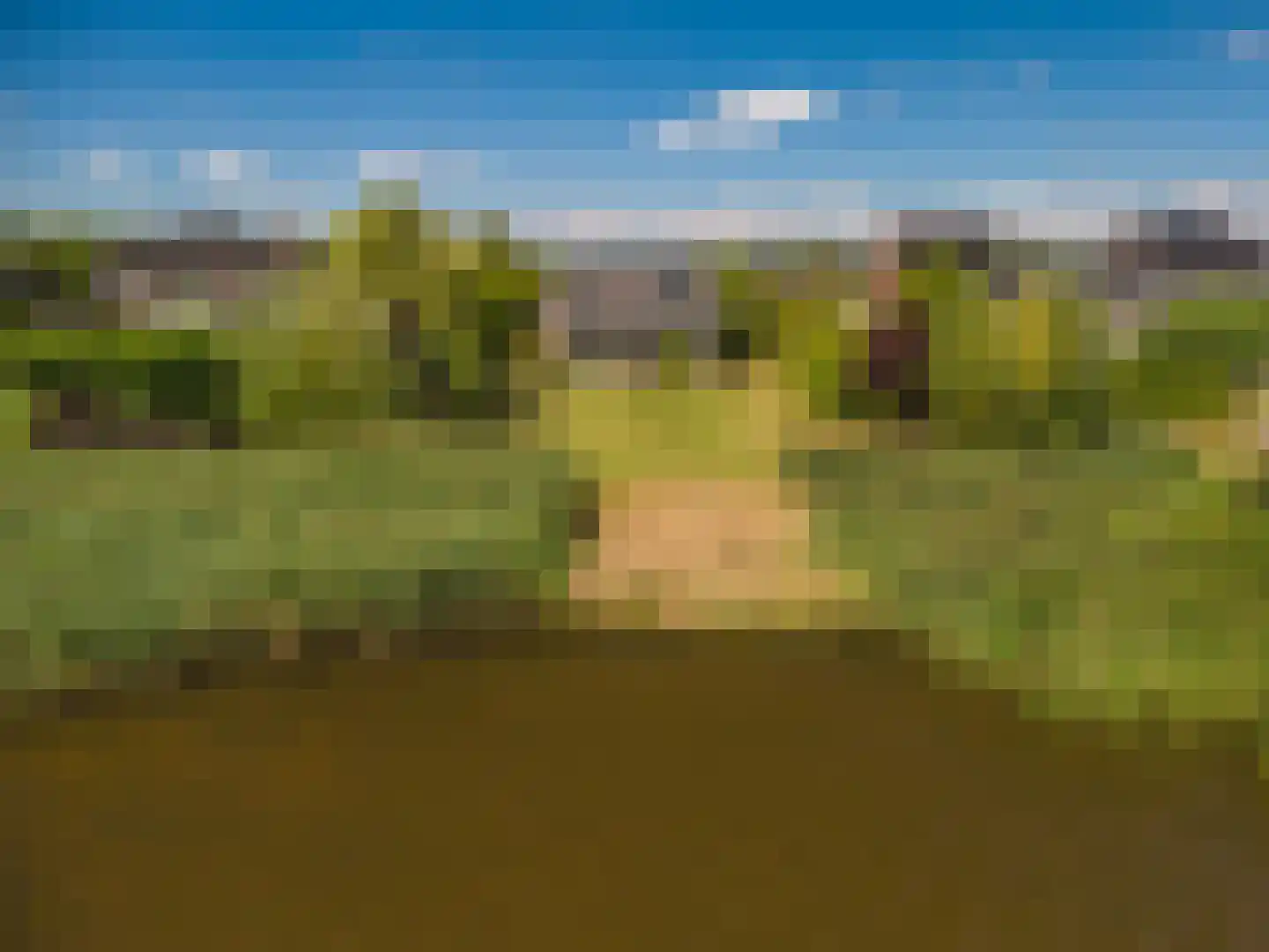 Cantharel 40 in Blauwestad