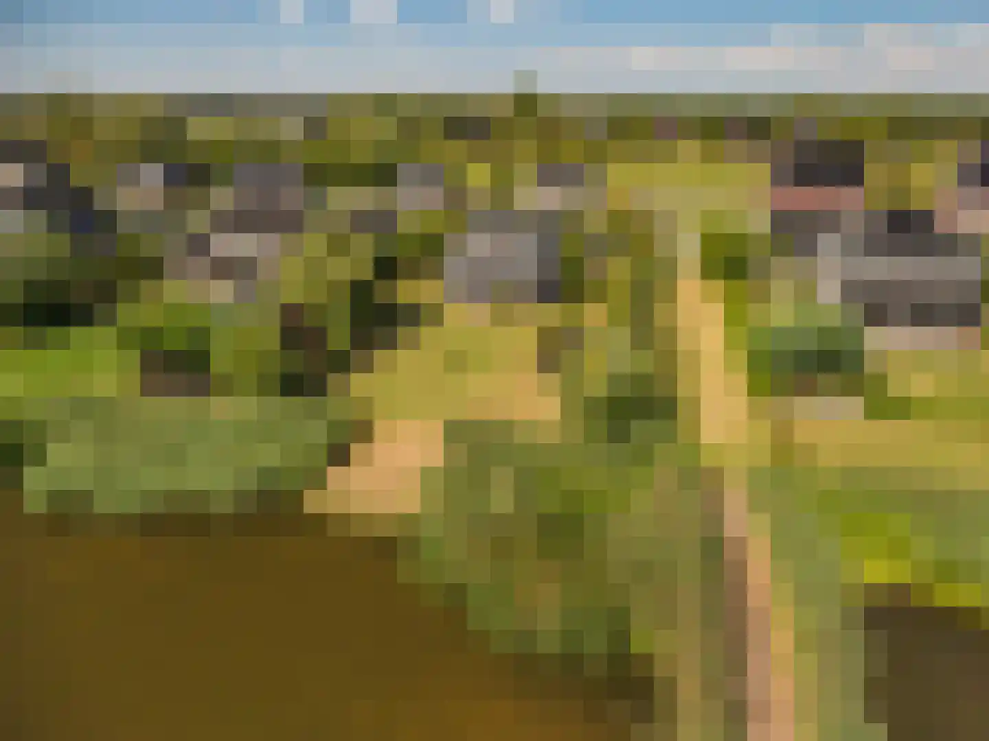 Cantharel 40 Blauwestad thumbnail 4