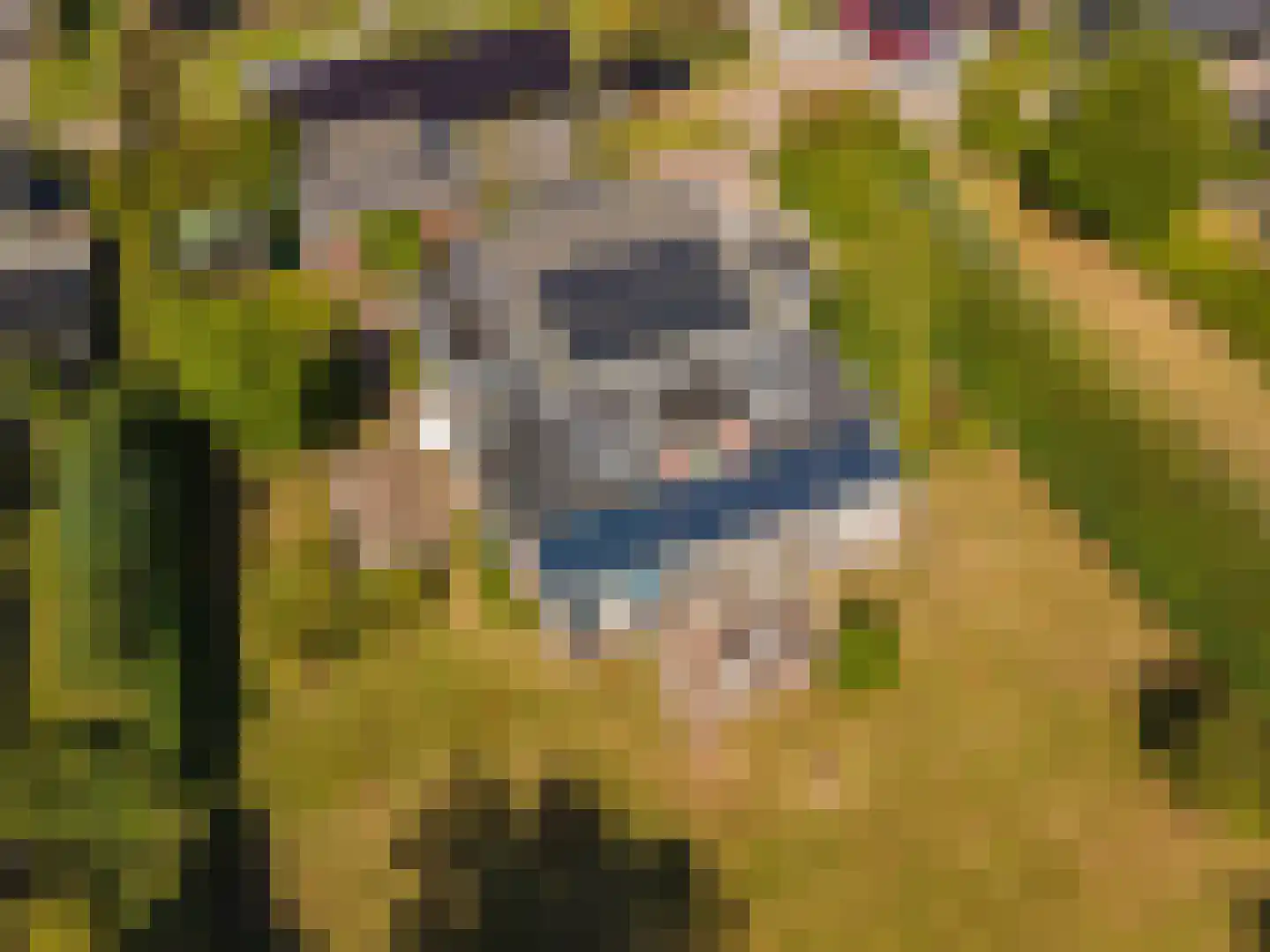 Cantharel 40 Blauwestad thumbnail 67