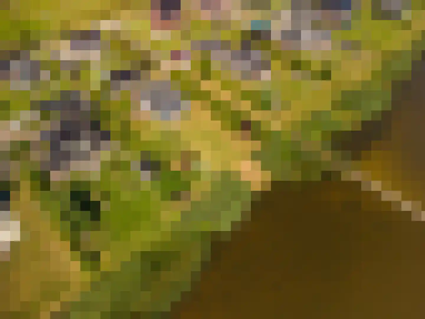 Cantharel 40 Blauwestad thumbnail 68