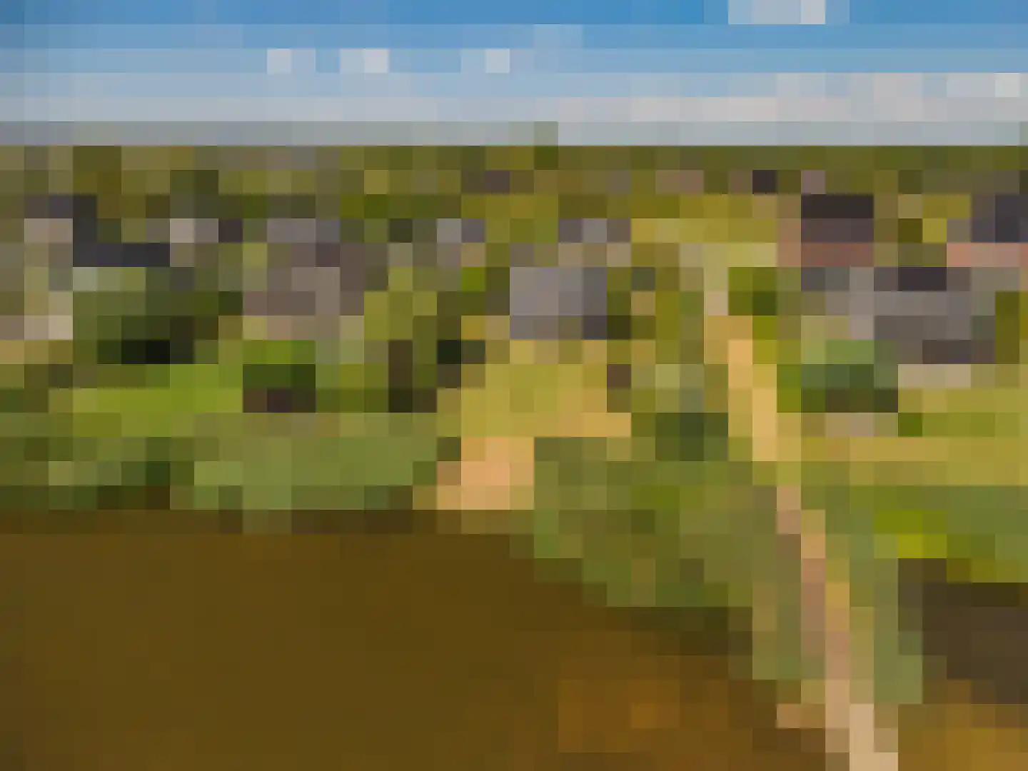 Cantharel 40 Blauwestad thumbnail 69